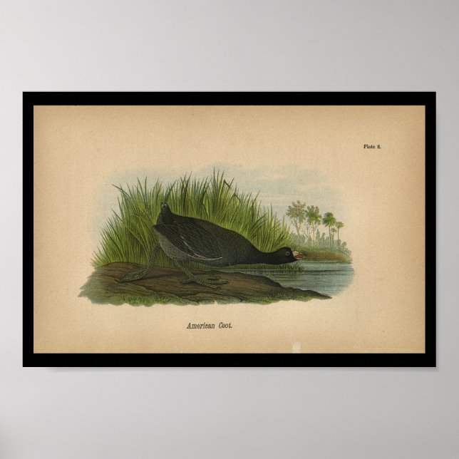 Poster 1890 Oiseau Imprimer Coot américain (Devant)