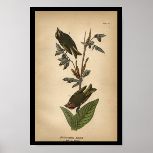 Poster 1890 Oiseau Imprimer Couronne dorée
