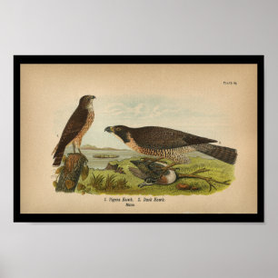 Poster 1890 Oiseau Imprimer Faucon pèlerin