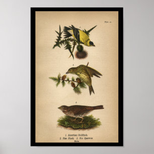 Poster 1890 Oiseau Imprimer Goldfinch américain