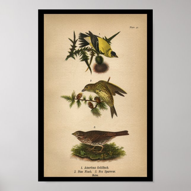 Poster 1890 Oiseau Imprimer Goldfinch américain (Devant)