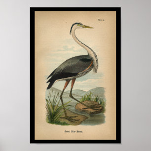 Poster 1890 Oiseau Imprimer Grand Héron Bleu