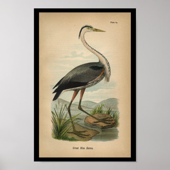 Poster 1890 Oiseau Imprimer Grand Héron Bleu (Devant)