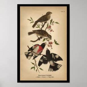 Poster 1890 Oiseau Imprimer Grosbeak à poitrine Rose