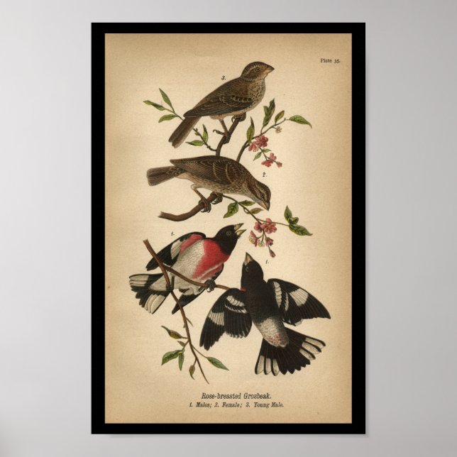 Poster 1890 Oiseau Imprimer Grosbeak à poitrine Rose (Devant)