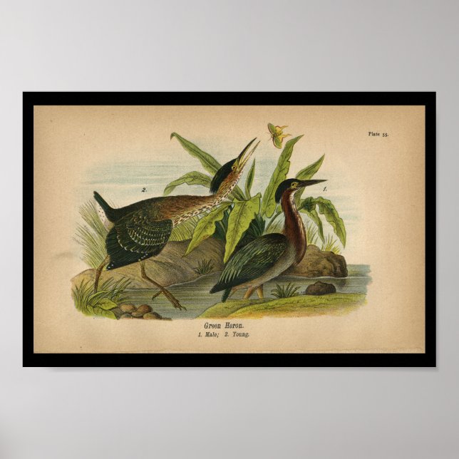Poster 1890 Oiseau Imprimer Heron vert (Devant)