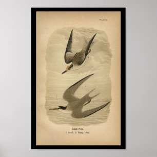 Poster 1890 Oiseau Imprimer la moins grande saucisse