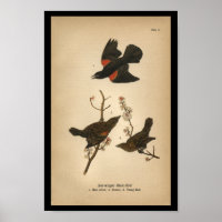 1890 Oiseau Imprimer Oiseau noir à ailes rouges