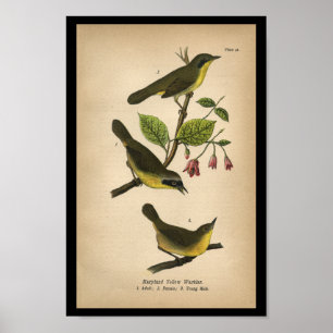 Poster 1890 Oiseau Imprimer Paruline jaune du Maryland