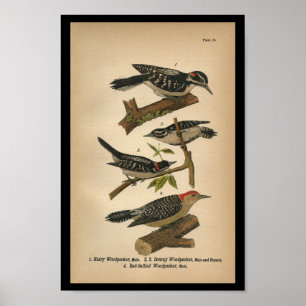 Poster 1890 Oiseau Imprimer Pic Downy