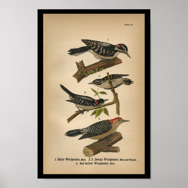 Poster 1890 Oiseau Imprimer Pic Downy (Devant)