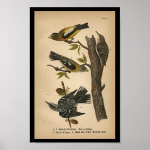 Poster 1890 Oiseau Imprimer Soirée Grosbeak