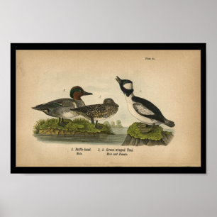 Poster 1890 Oiseau Imprimer Turquoise à ailes vertes