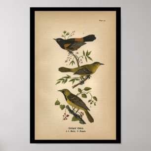 Poster 1890 Oriole ornithologique