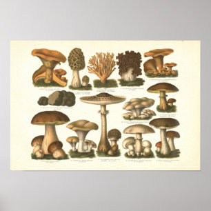 Poster 1894 Champignons Variété Fungus Imprimer en allema