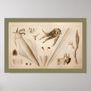 Poster 1896 copies vintages d'art d'anatomie de calmar
