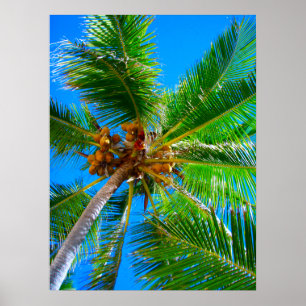 Poster  (18" x 24")  Palm Tree Vanuatu