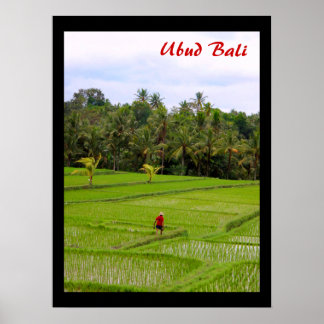 Poster (18" x 24") Rice Fields Ubud Bali