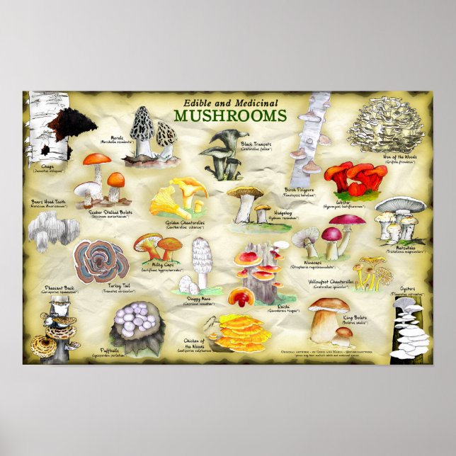 Poster 18x12 Champignons (comestibles et médicinau (Devant)