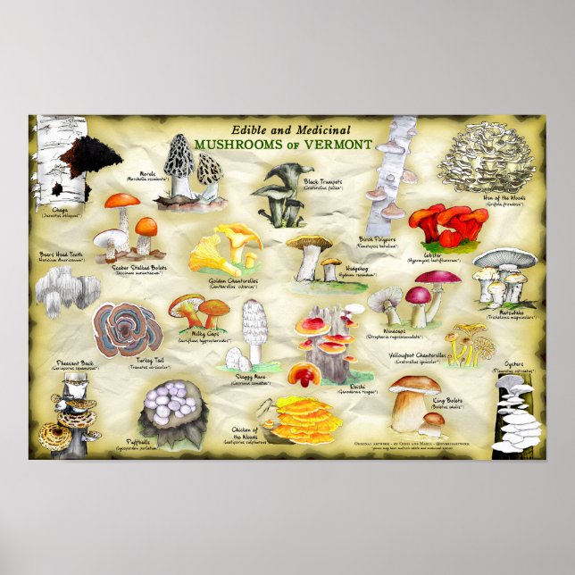 Poster 18x12 Mushrooms of Vermont  (Front)