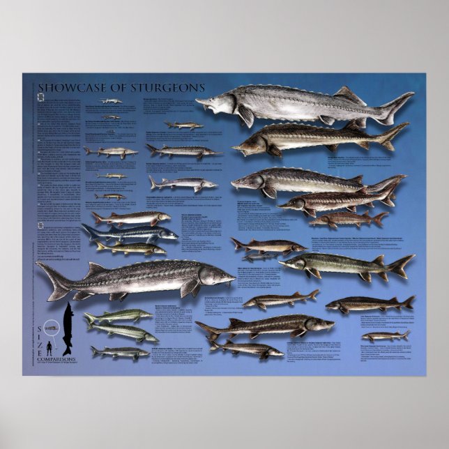 POSTER - 18X24 - SHOWCASE of STURGEONS (Devant)