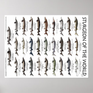 POSTER - 18X24 - STURGEON DU MONDE