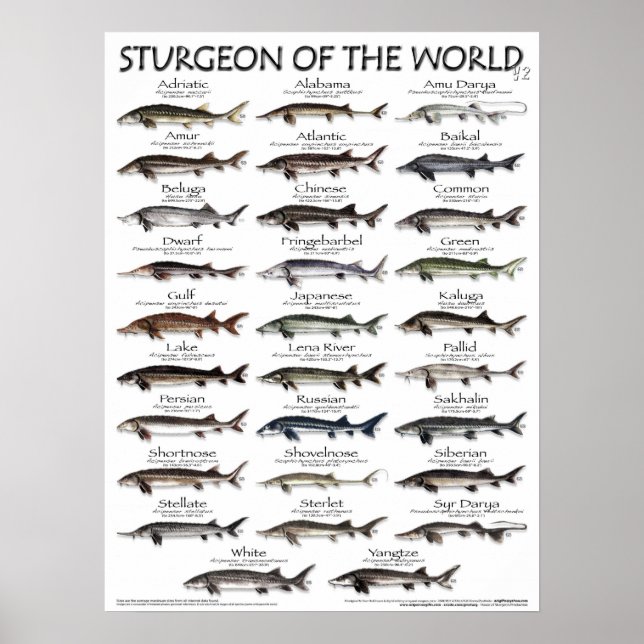 POSTER - 18X24 - STURGEON DU MONDE - TOUT D'ABORD (Devant)