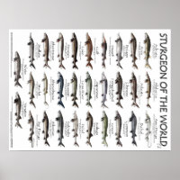 POSTER - 18X24 - STURGEON OF THE WORLD