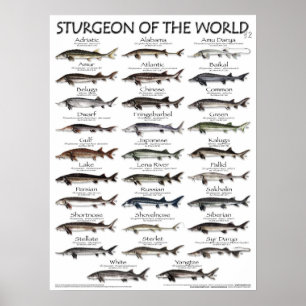 POSTER - 18X24 - STURGEON OF THE WORLD -FIRST EVER