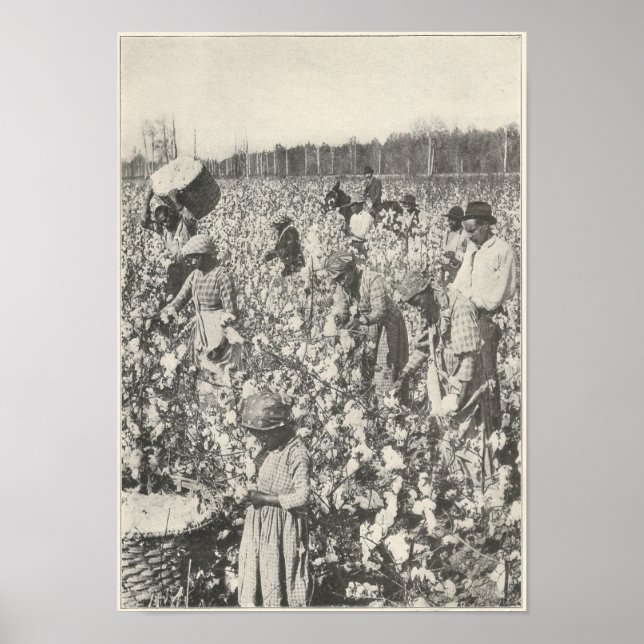 Poster 1916 cueillir du coton (Devant)