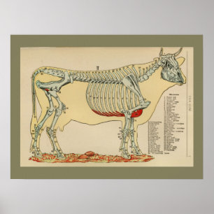 Poster 1917 diagrammes squelettiques d'anatomie de vache