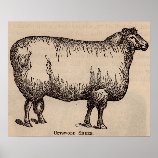 Poster 19e century print cotswold sheep (Devant)
