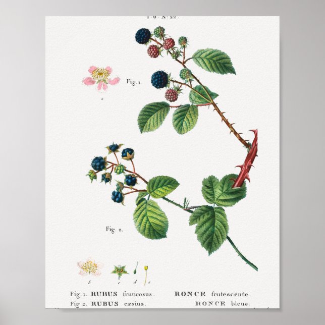 Poster 1 Blackberry (Rubus fruticosus) 2 Dewberry (Rubus) (Devant)