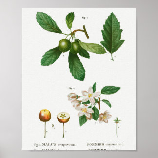 Poster 1 Corbeille du Sud Malus sempervirens 2 Sibérien