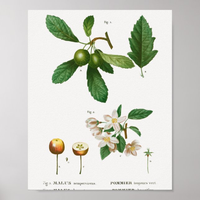 Poster 1 Corbeille du Sud Malus sempervirens 2 Sibérien (Devant)