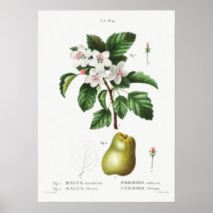 Poster 1 Crabelle douce (Malus coronaria) 2 Pomme (Malus