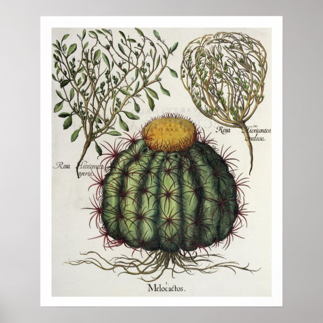 Poster 1.Melocactus ; 2.Rosa Hiericontea aperta ; 3.Rosa  (Devant)