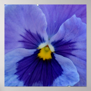 Poster 1 pensée bleue de beauté