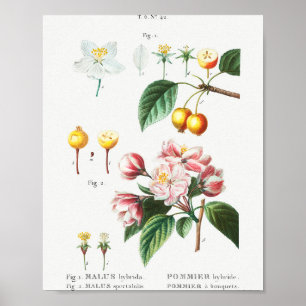 Poster 1 Pomme de crabe à fleurs (Malus hybrida) 2 fl chi