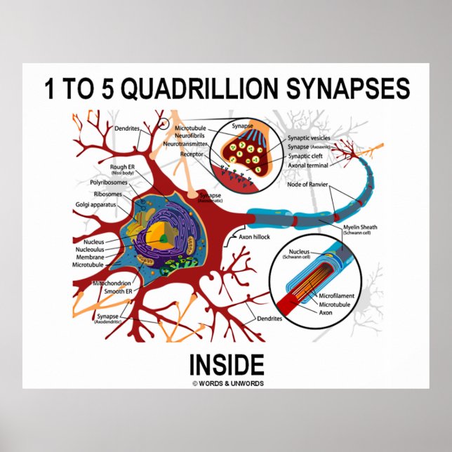 Poster 1 To 5 Quadrillion Synapses (Devant)