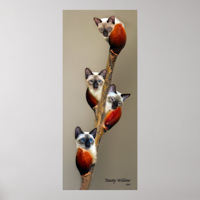 Poster 2008JuilletMontrerPussyWillowToasty (Devant)