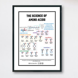 Poster 20 acides aminés avec ses caractéristiques