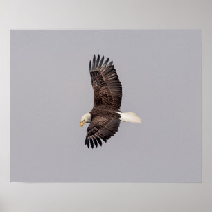 Poster 20x16 Aigle à tête blanche en vol