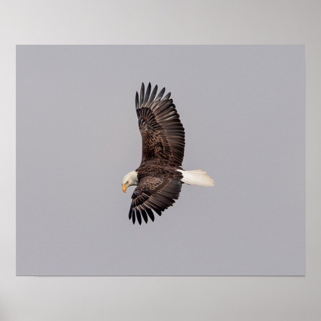 Poster 20x16 Aigle à tête blanche en vol (Devant)