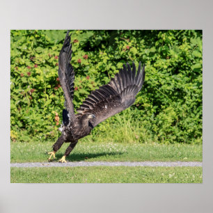 Poster 20x16 Aigle à tête blanche juvénile