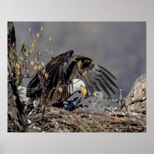 Poster 20x16 Aigle chauve avec son bébé