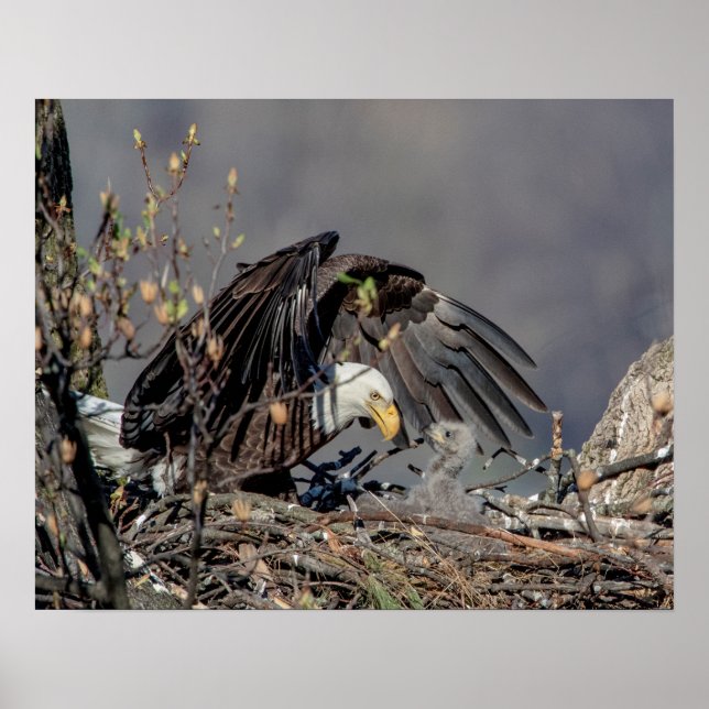 Poster 20x16 Aigle chauve avec son bébé (Devant)