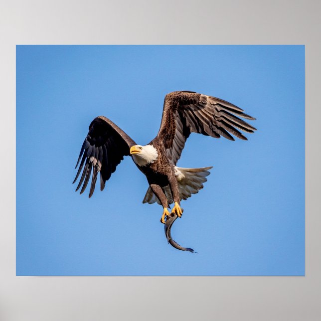 Poster 20x16 Aigle chauve avec un poisson (Devant)