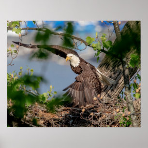 Poster 20x16 Aigle chauve quittant le nid