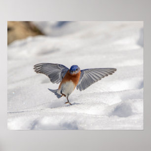 Poster 20x16 Bleue de l'Est dansant dans la neige